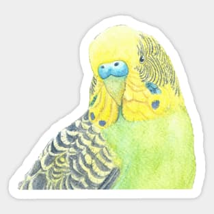 Watercolor green and yellow budgies - parakeet painting portrait Sticker